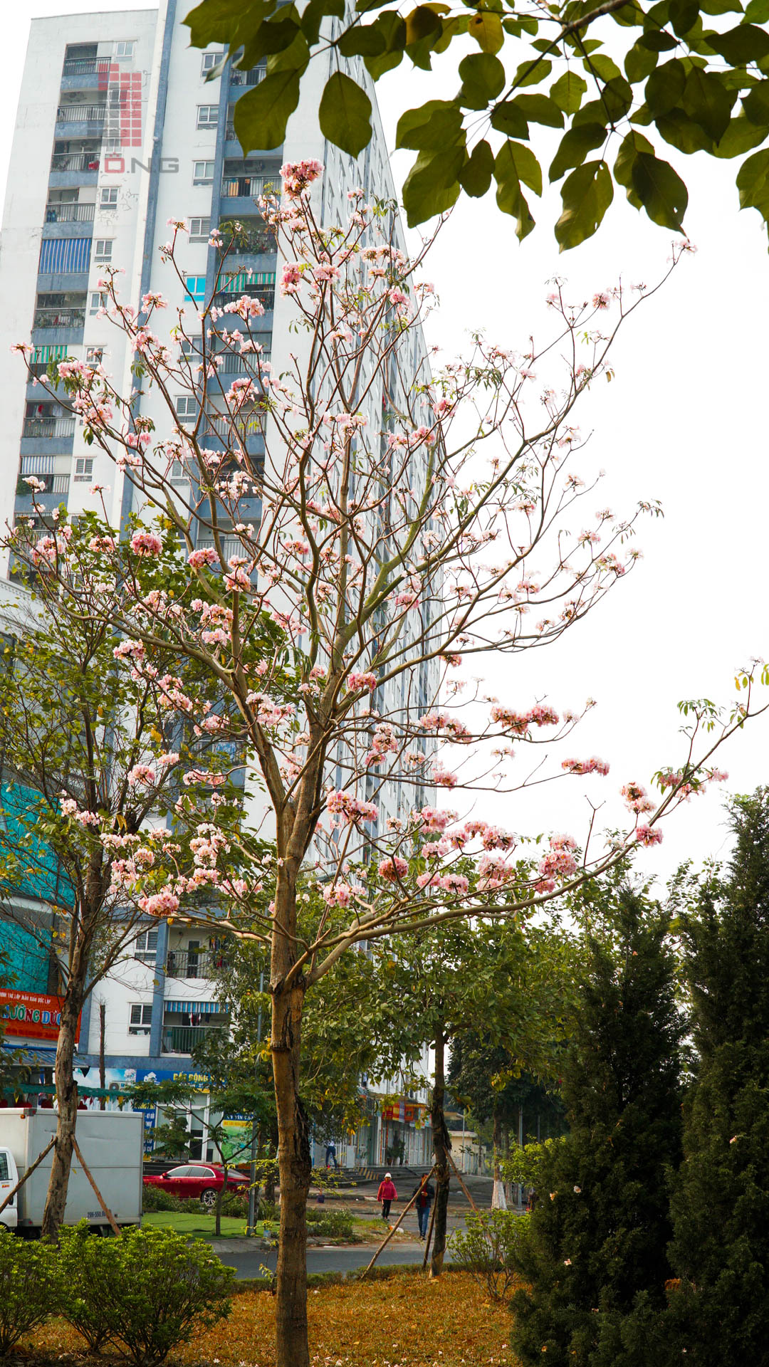 Hoa kèn hồng Thanh Hà